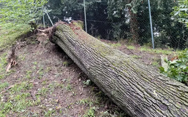 Na dráhu lanovky na Petřín spadl strom
