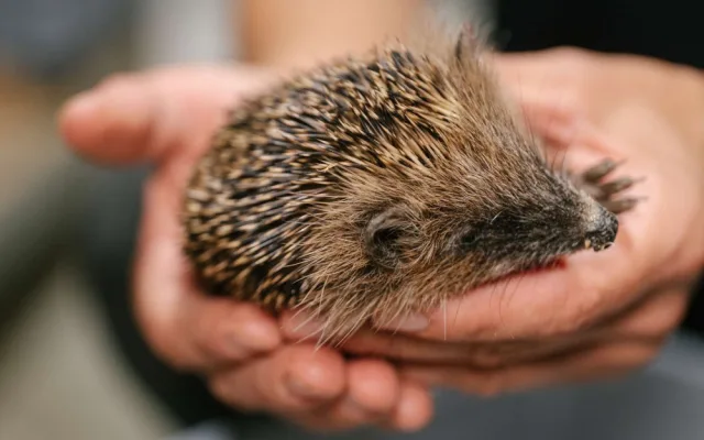 Velká voda ohrozila i ježky. Pražská záchranná stanice přijímá desítky prochladlých mláďat denně, potřebuje pro ně žrádlo a krabice