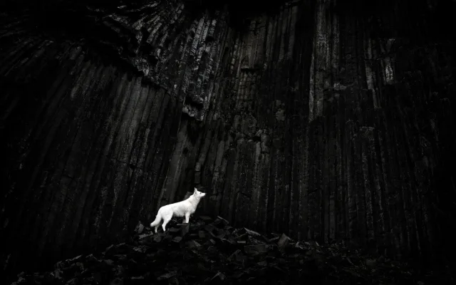 Fotografie Mordor vyhrála kategorii Zvířata v soutěži Siena Creative Photo Awards