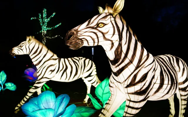 FOTOGALERIE: Gorily, nosorožci i sloni na dotek. Pražská zoo zve na lampionová zářící zvířata