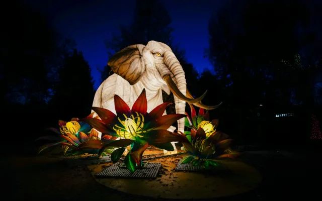FOTOGALERIE: Gorily, nosorožci i sloni na dotek. Pražská zoo zve na lampionová zářící zvířata
