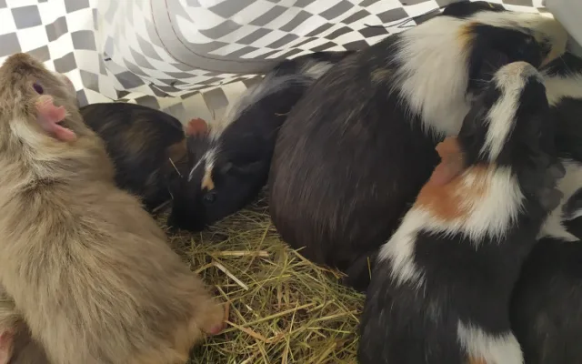 Přede dveřmi útulku odložili v tašce patnáct morčat. Po karanténě budou k adopci