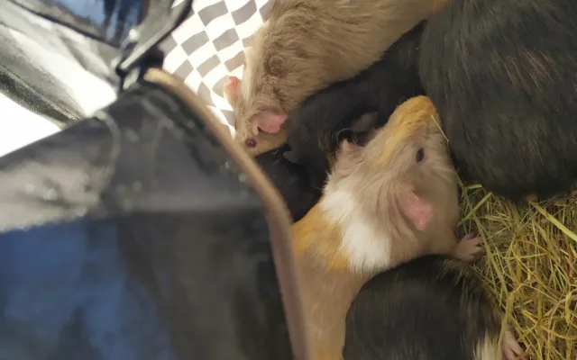Přede dveřmi útulku odložili v tašce patnáct morčat. Po karanténě budou k adopci