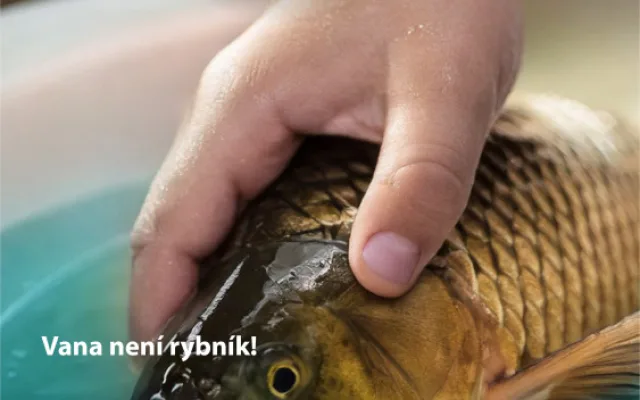 Praha zahájila kampaň za lepší zacházení s kapry, upozorňuje na jejich trápení při držení ve vaně nebo vypouštění do řek