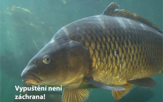 Praha zahájila kampaň za lepší zacházení s kapry, upozorňuje na jejich trápení při držení ve vaně nebo vypouštění do řek