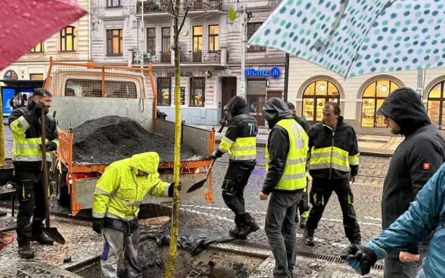 Na Strossmayerově náměstí se sází nové stromy. Město vybralo speciální odolné druhy, které se hodí do města