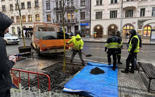 Na Strossmayerově náměstí se sází nové stromy. Město vybralo speciální odolné druhy, které se hodí do města