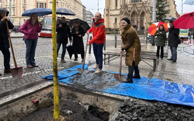 Na Strossmayerově náměstí se sází nové stromy. Město vybralo speciální odolné druhy, které se hodí do města