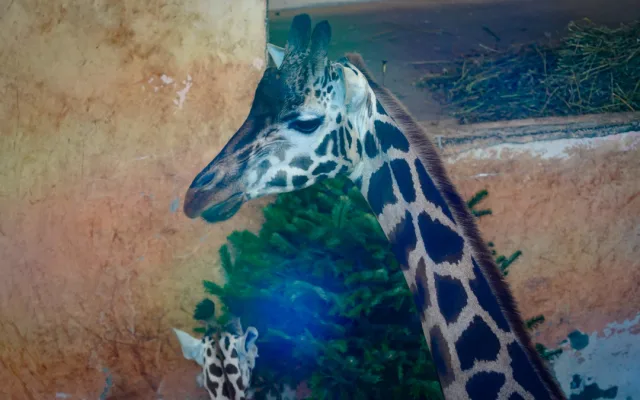 FOTOGALERIE: Opožděná nadílka v pražské zoo. Sloni, žirafy i zlatá prasátka dostali neprodané stromky
