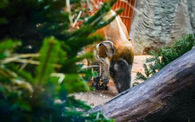 FOTOGALERIE: Opožděná nadílka v pražské zoo. Sloni, žirafy i zlatá prasátka dostali neprodané stromky