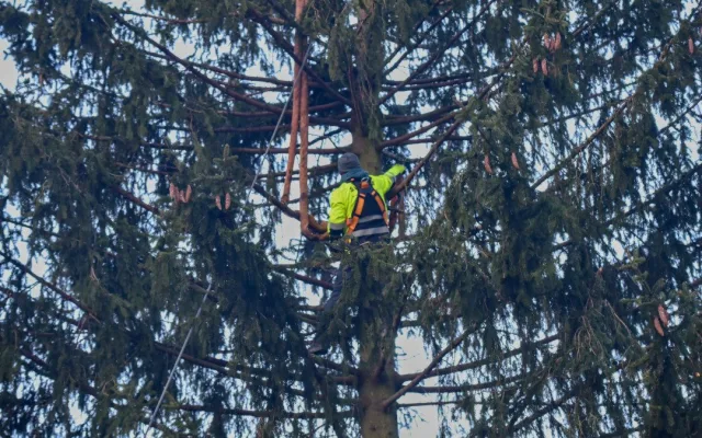 Vánoční strom už zmizel ze Staromáku, učni z něj vyrobí nábytek pro dětské centrum