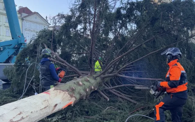 Vánoční strom už zmizel ze Staromáku, učni z něj vyrobí nábytek pro dětské centrum