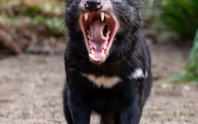 Zoo nově chová skupinu ďáblů