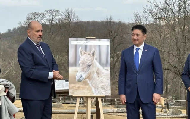 VIDEO: Hříbě koně Převalského v Zoo Praha dostalo jméno Dagina. Vybral ho mongolský prezident