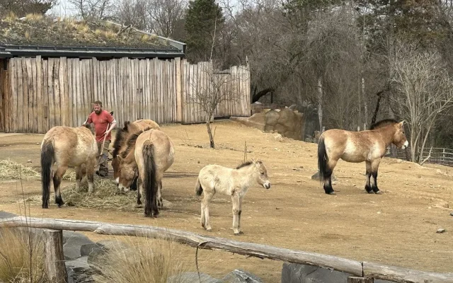 VIDEO: Hříbě koně Převalského v Zoo Praha dostalo jméno Dagina. Vybral ho mongolský prezident