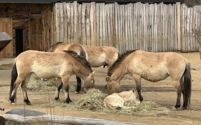 VIDEO: Hříbě koně Převalského v Zoo Praha dostalo jméno Dagina. Vybral ho mongolský prezident