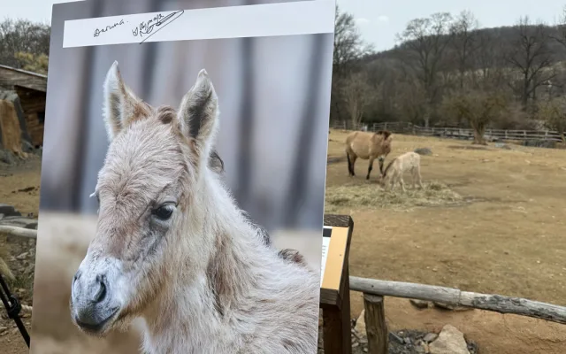 VIDEO: Hříbě koně Převalského v Zoo Praha dostalo jméno Dagina. Vybral ho mongolský prezident