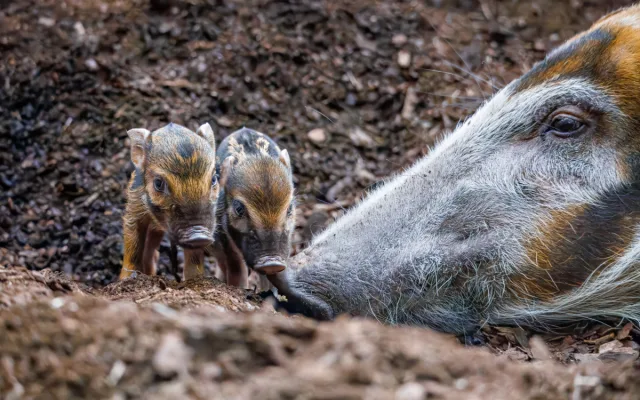 Zoo Praha