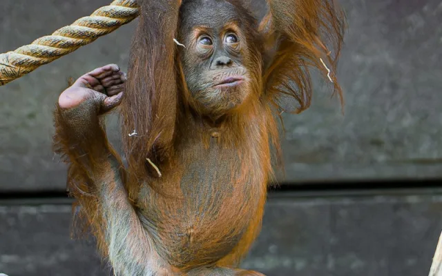 Orangutan Harapan oslavil v pražské zoo první narozeniny, dostal ovoce v termitišti