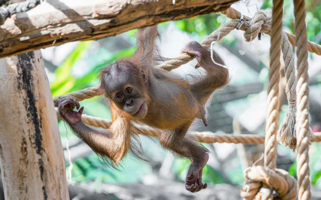 Orangutan Harapan oslavil v pražské zoo první narozeniny, dostal ovoce v termitišti