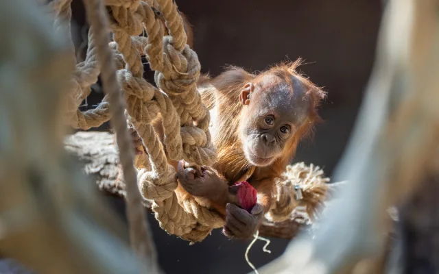 Orangutan Harapan oslavil v pražské zoo první narozeniny, dostal ovoce v termitišti