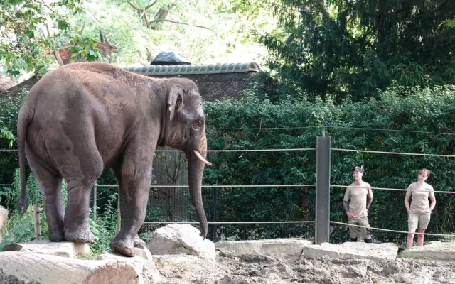 Slon Max z pražské zoo si užívá nový domov v Antverpách, miluje plavání