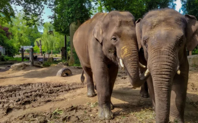 Slon Max z pražské zoo si užívá nový domov v Antverpách, miluje plavání