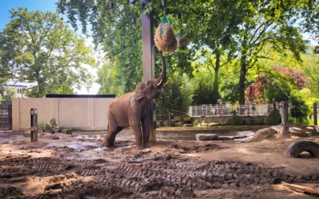 Slon Max z pražské zoo si užívá nový domov v Antverpách, miluje plavání