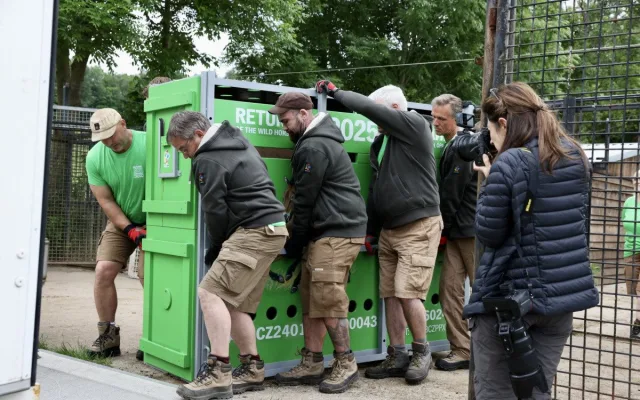 Kůň Převalského zablokoval dopravu u Prahy. Vykopal se z bedny na cestě na letiště