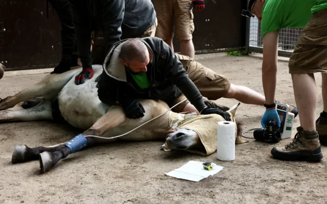 Kůň Převalského zablokoval dopravu u Prahy. Vykopal se z bedny na cestě na letiště