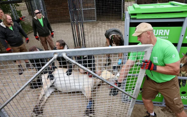 Kůň Převalského zablokoval dopravu u Prahy. Vykopal se z bedny na cestě na letiště