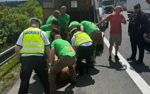 Kůň Převalského zablokoval dopravu u Prahy. Vykopal se z bedny na cestě na letiště