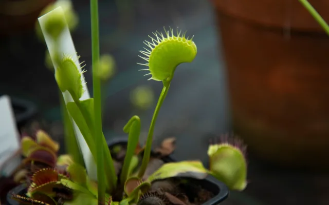 Botanická zahrada vystaví desítky druhý masožravých rostlin