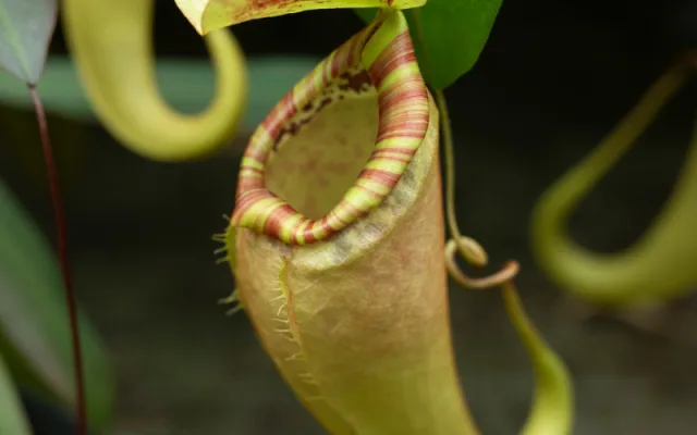 Botanická zahrada vystaví desítky druhý masožravých rostlin