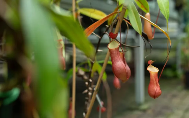 Botanická zahrada vystaví desítky druhý masožravých rostlin