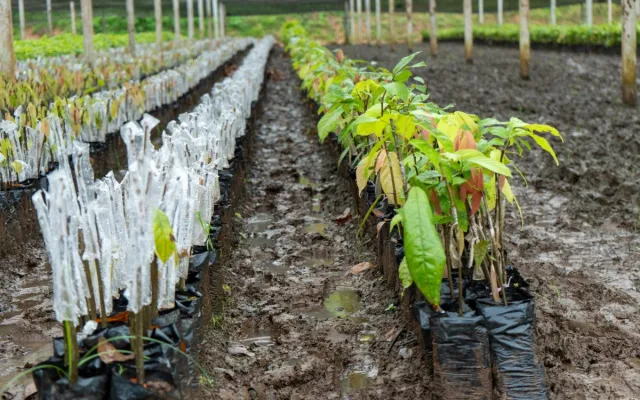 Koupili jsme plantáž. Pražská čokoládovna si poradila s nedostatkem kakaa na trhu