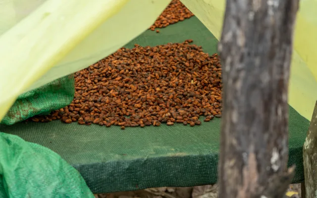 Koupili jsme plantáž. Pražská čokoládovna si poradila s nedostatkem kakaa na trhu