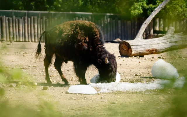 FOTO: Ledové království v pražské zoo. Tuny kostek ochladily medvědy i bizony