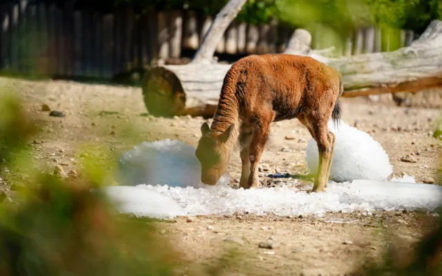 FOTO: Ledové království v pražské zoo. Tuny kostek ochladily medvědy i bizony