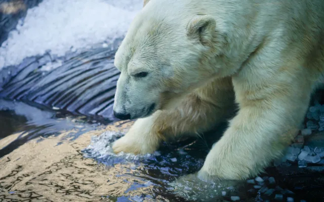 FOTO: Ledové království v pražské zoo. Tuny kostek ochladily medvědy i bizony