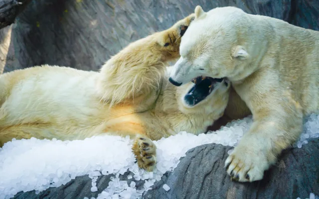 FOTO: Ledové království v pražské zoo. Tuny kostek ochladily medvědy i bizony