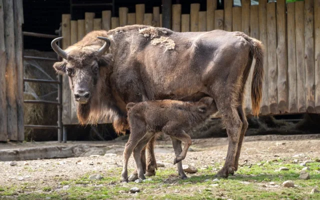 Jméno muselo podle plemenné knihy začínat na Pr.
