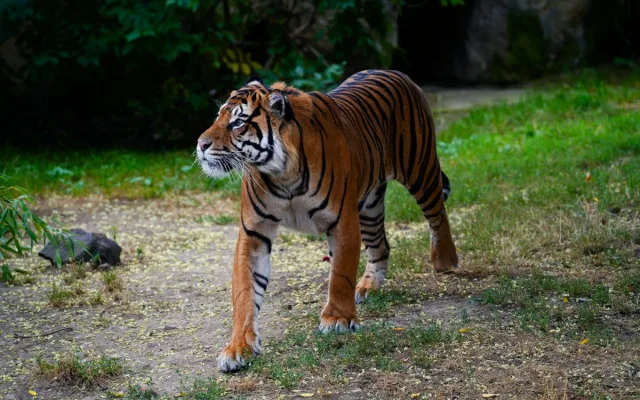 FOTO: Pražská zoo má nového tygra, má rád krvavé nanuky a parfém Chanel
