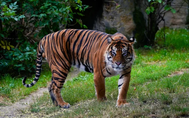 FOTO: Pražská zoo má nového tygra, má rád krvavé nanuky a parfém Chanel