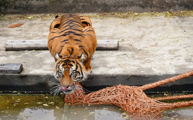 FOTO: Pražská zoo má nového tygra, má rád krvavé nanuky a parfém Chanel