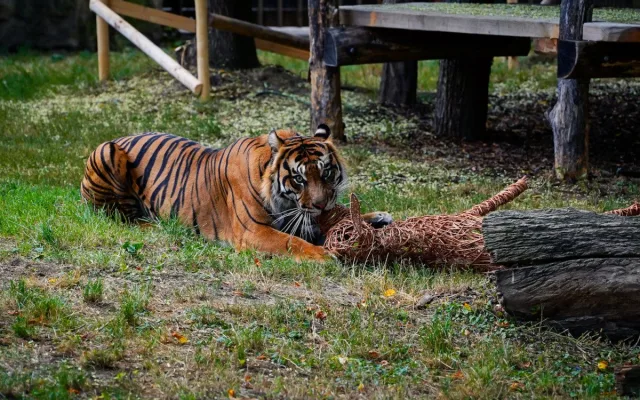 FOTO: Pražská zoo má nového tygra, má rád krvavé nanuky a parfém Chanel