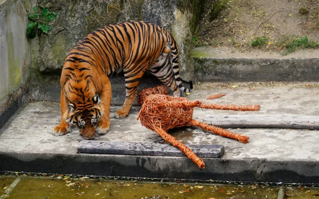 FOTO: Pražská zoo má nového tygra, má rád krvavé nanuky a parfém Chanel