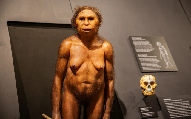 Národní muzeum jako první v Evropě vystavilo 3 miliony let staré fosilie člověka