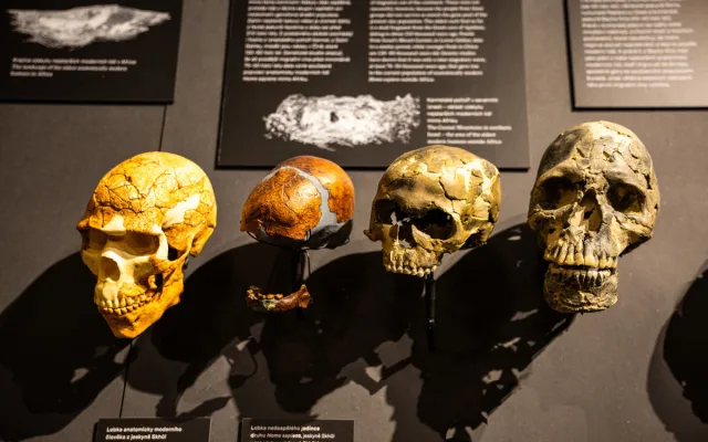Národní muzeum jako první v Evropě vystavilo 3 miliony let staré fosilie člověka