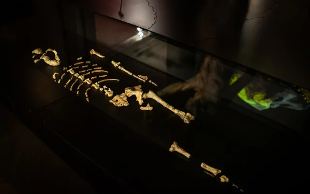 Národní muzeum jako první v Evropě vystavilo 3 miliony let staré fosilie člověka